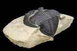 Bargain, Zlichovaspis Trilobite - Atchana, Morocco #119869-4
